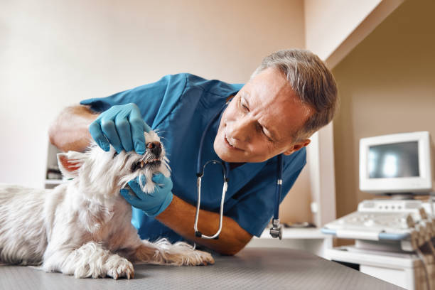 Best Emergency Dental Care for Broken or Chipped Teeth in Niles, MI
